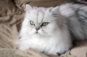 котка