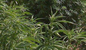 marihuana