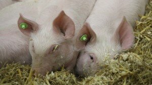 International Green Week 2018 Agricultural Trade Fair