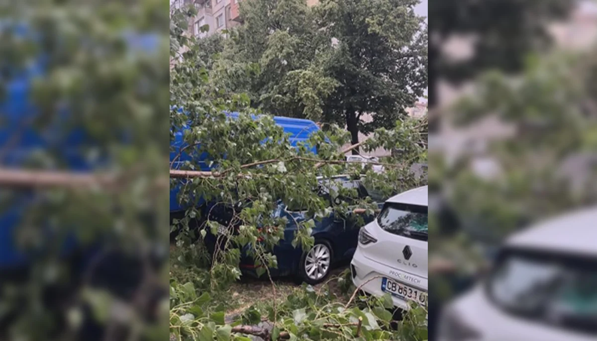 Съдят столична община заради смазана от дърво кола