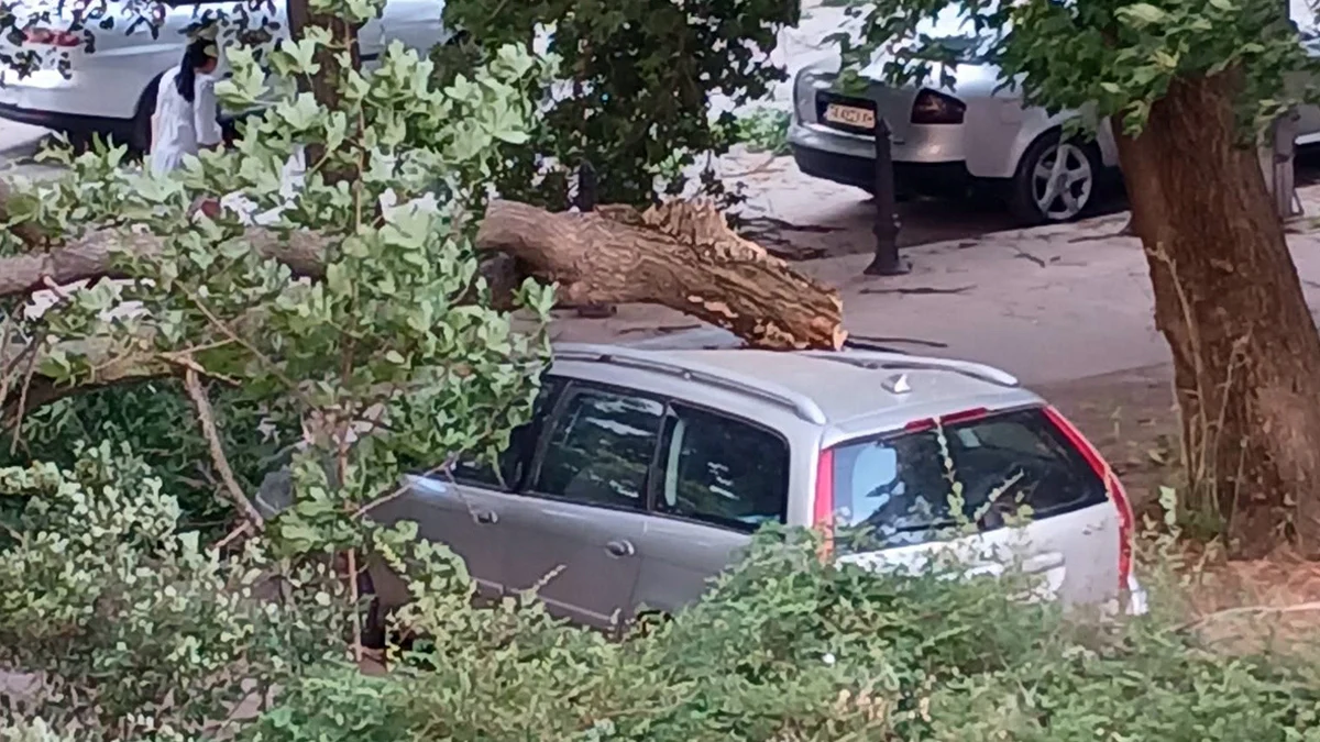 Силна буря събори множество дървета в Добрич