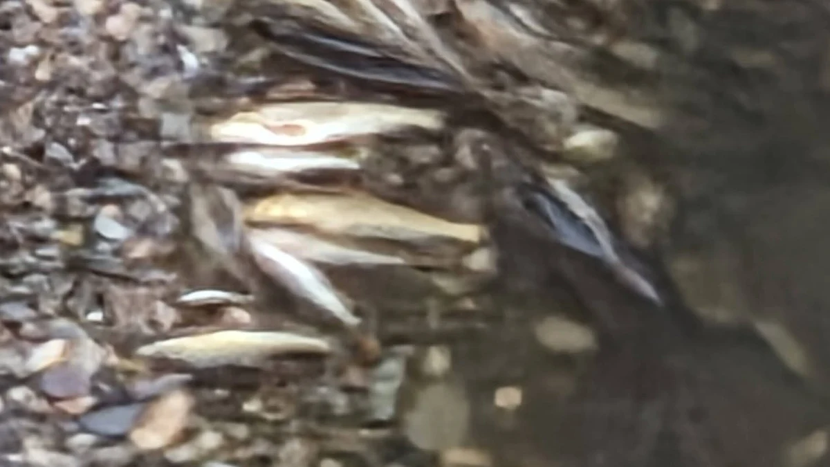 Мъртва риба почерни водите на Струма край Кюстендил